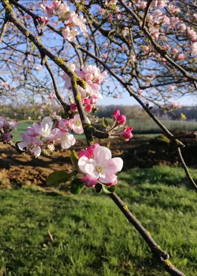 Montpont-en-BresseLa Grange A Outeaux住宿加早餐旅馆 外观 照片